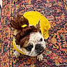 June is registered to the contest to win money with this photo: dog, bulldog, costume, yellow_dress, wig, brown_hair, pet, indoor, carpet, patterned_rug, cute, looking_up, funny, animal, portrait, small_dog, fur, ears, expression, paw