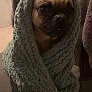 Nena is registered to the contest to win money with this photo: dog, blanket, knit, cozy, indoor, pet, cute, wrapped, brown_dog, texture, furniture, chair, warm, portrait, animal, companion, snuggled, home, cute_pet, soft