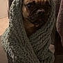 dog, blanket, knit, cozy, indoor, pet, cute, wrapped, brown_dog, texture, furniture, chair, warm, portrait, animal, companion, snuggled, home, cute_pet, soft