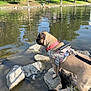 Nena is registered to the contest to win money with this photo: dog, pug, water, rocks, leash, harness, pond, outdoor, nature, trees, grass, park, sunlight, pet, animal, canine, reflection, daytime, curious, standing