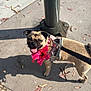 Nena is registered to the contest to win money with this photo: dog, pug, flower, collar, harness, leash, sidewalk, shadow, sunlight, street, pet, animal, tongue_out, happy, outdoor, concrete, metal_post, leaf, walking, cute
