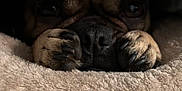 Nena joined the competition — help win amazing prizes! dog, paws, blanket, cozy, snug, knit_blanket, brown_fur, closeup, pet, cute, resting, indoor, soft_texture, animal, napping, warm, comfort, sleepy, face, fur