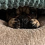 dog, paws, blanket, cozy, snug, knit_blanket, brown_fur, closeup, pet, cute, resting, indoor, soft_texture, animal, napping, warm, comfort, sleepy, face, fur