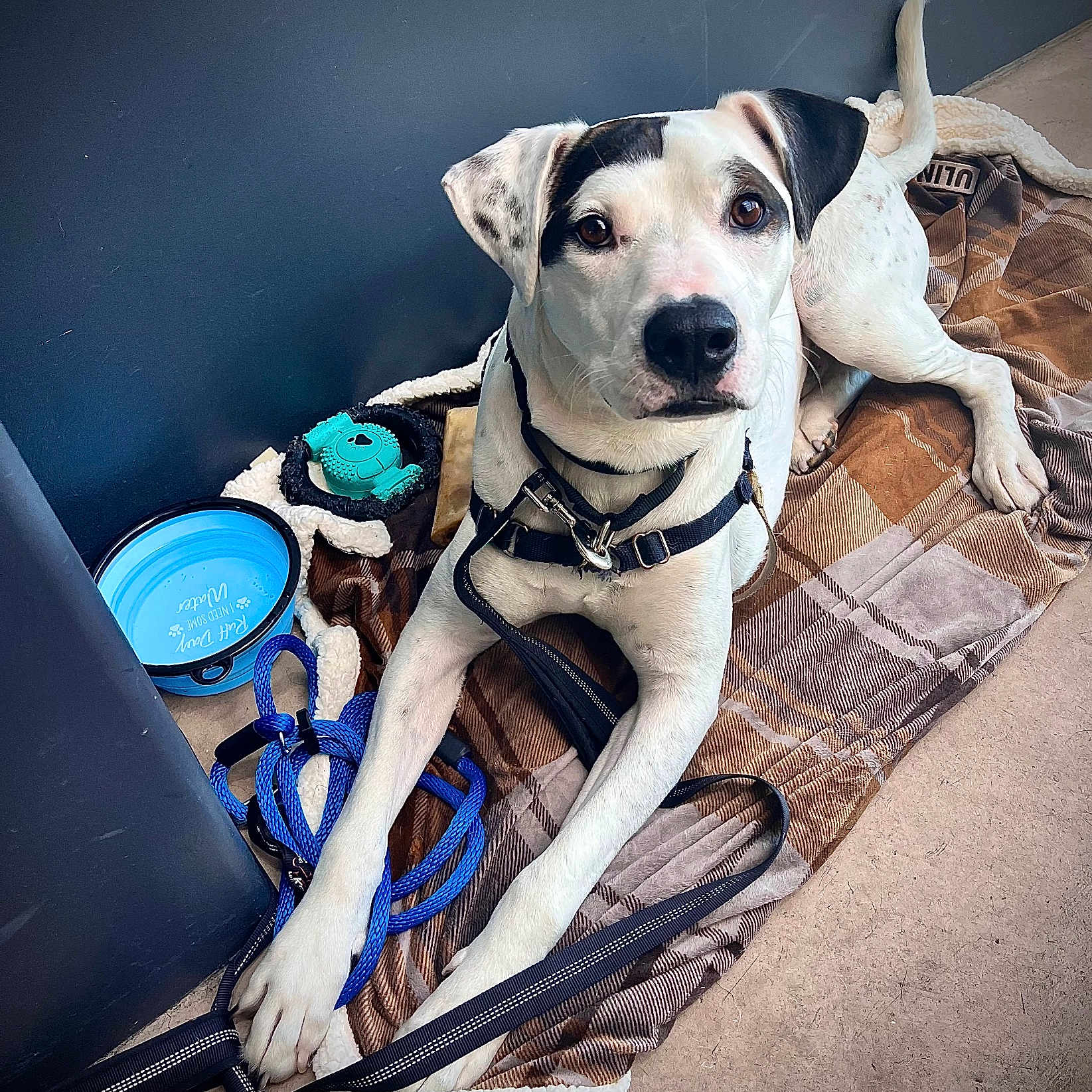 Charles is registered to the contest to win money with this photo: animal, canine, doctor, dog, person, pet, stethoscope, veterinarian