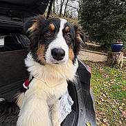 Aloha a rejoint le concours — aidez-le/la à gagner de superbes lots ! animal, autumn, black, brown, car, closeup, cute, dog, fur, grass, leafy, nature, outdoor, paw, pet, puppy, stump, tree, trunk, white