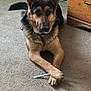 dog, german_shepherd, carpet, indoor, paw, crossed_paws, knife, furniture, wooden_drawer, pet, animal, canine, relaxed, brown, black, collar, tag, curtain, floor, domestic