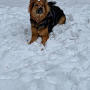 Sky joined the competition — help win amazing prizes! dog, snow, outdoor, winter, animal, canine, fur, pet, nature, trees, cold, playful, brown, black, nose, ears, lying_down, fence, daytime, alert