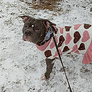 Sweetie is registered to the contest to win money with this photo: dog, pitbull, sweater, heart_pattern, snow, snowflakes, leash, collar, outdoor, grass, winter, paws, cute, portrait, pet, pink, white, ground, tail, ears