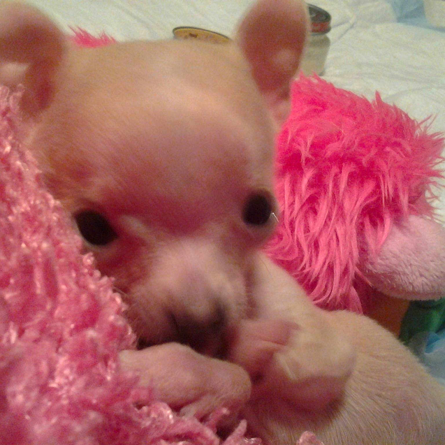 Itsy is registered to the contest to win money with this photo: