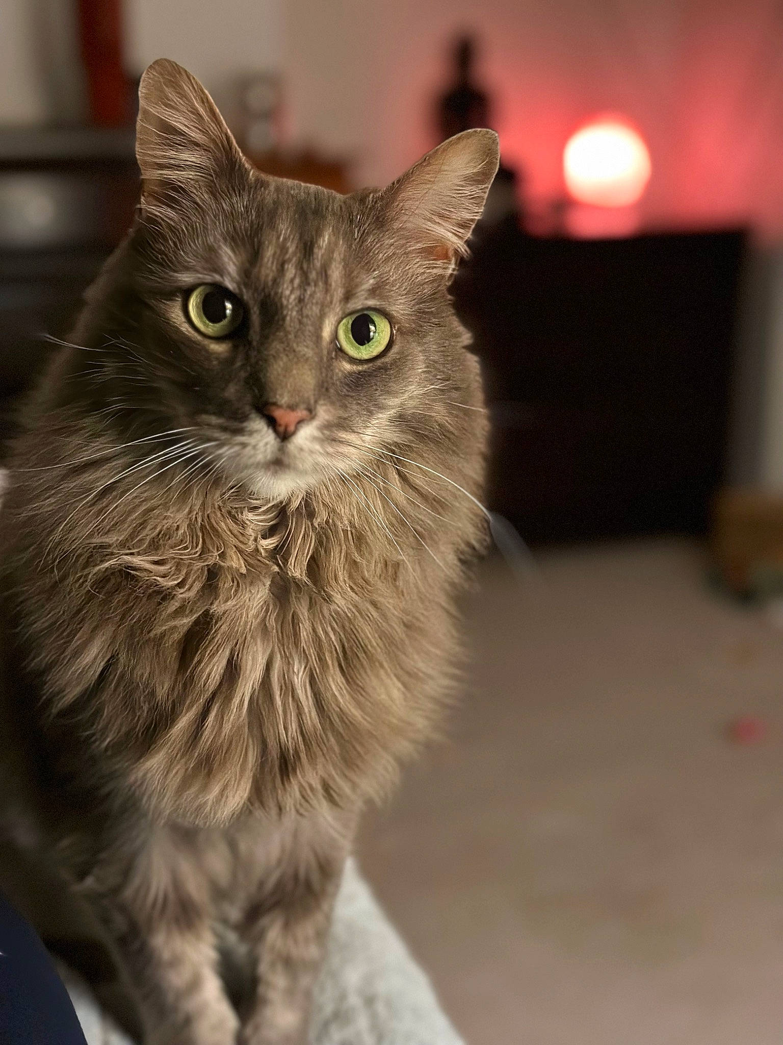 Scout is registered to the contest to win money with this photo: carnivore, cat, domestic_short_haired_cat, fawn, felidae, fur, iris, paw, small_to_medium_sized_cats, snout, terrestrial_animal, whiskers