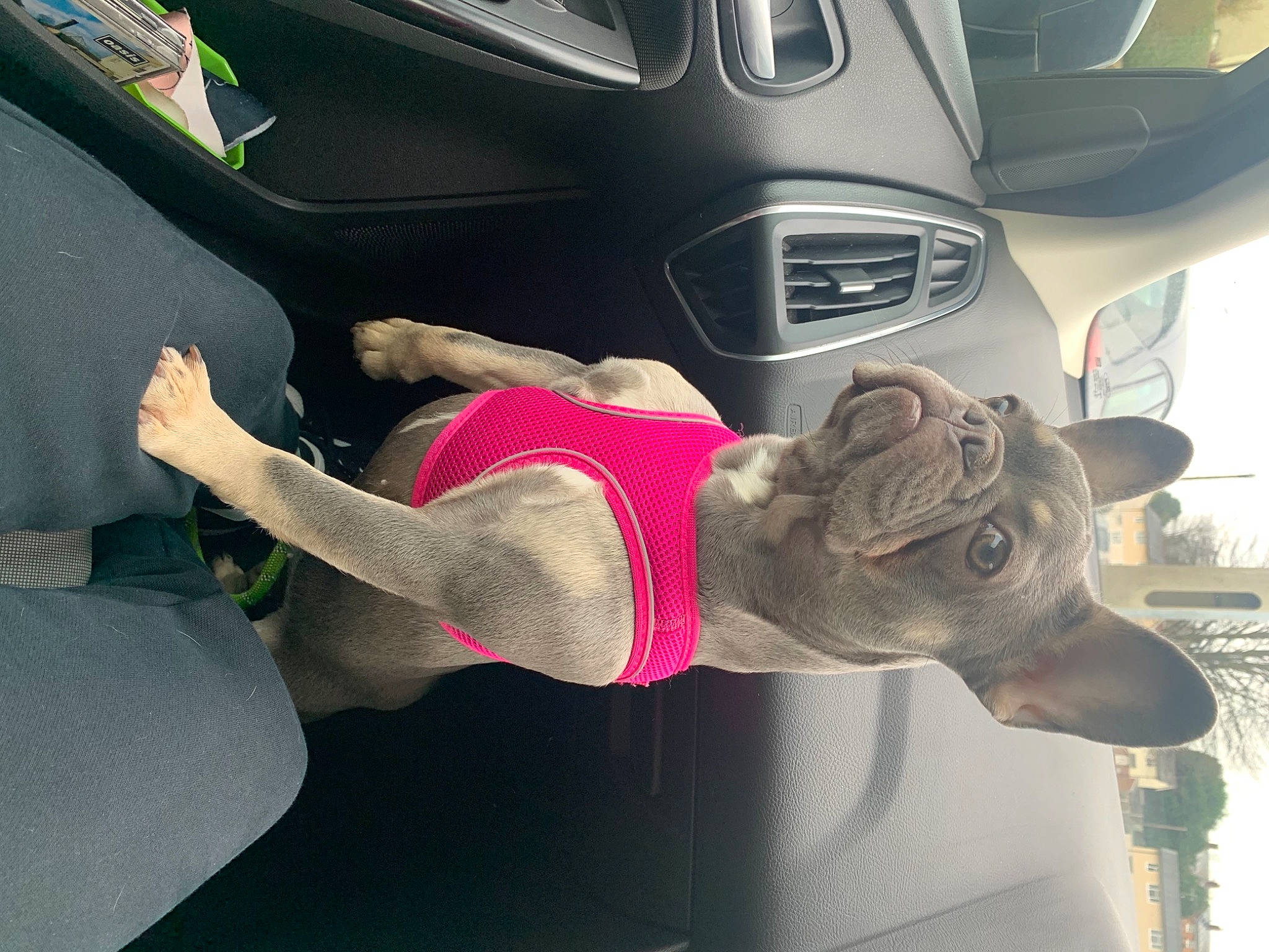 Missy joined the competition — help win amazing prizes! art, auto_part, automotive_design, automotive_exterior, car, car_seat, family_car, fawn, fun, gesture, hat, human_leg, motor_vehicle, personal_luxury_car, sportswear, steering_wheel, thigh, vehicle, vehicle_door, white