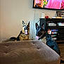 Athena joined the competition — help win amazing prizes! dog, german_shepherd, living_room, television, furniture, ottoman, wood_floor, tongue_out, pet, indoor, cabinet, remote_control, decor, happy, animal, two_dogs, couch, household, watching_tv, collar