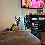 Athena is registered to the contest to win money with this photo: dog, german_shepherd, living_room, television, furniture, ottoman, brown, black, tan, floor, cabinet, electronics, pet, domestic_animal, canine, watching, indoor, home, ears_up, collar