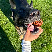 Athena joined the competition — help win amazing prizes! dog, pine_cone, grass, hand, tongue, outdoor, pet, animal, playful, sunlight, shadow, black_dog, closeup, nature, happy, canine, person, paw, summer, fun