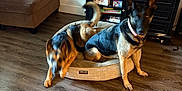 Athena is registered to the contest to win money with this photo: dog, dog_bed, living_room, flooring, cabinet, books, motion_blur, pet, furniture, wood_floor, ottoman, collar, indoor, playful, brown, black, tan, home, pets, animal