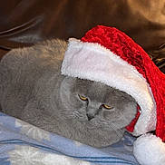 Fizzy a rejoint le concours — aidez-le/la à gagner de superbes lots ! animal, blanket, cat, christmas, cozy, cute, domestic_cat, feline, fur, gray_cat, holiday, indoor, leather_couch, mammal, pet, resting, santa_hat, sleepy, wearing_hat, whiskers