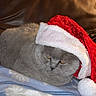 animal, blanket, cat, christmas, cozy, cute, domestic_cat, feline, fur, gray_cat, holiday, indoor, leather_couch, mammal, pet, resting, santa_hat, sleepy, wearing_hat, whiskers