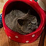 animal, cat, comfortable, cozy_bed, curious, cute, domestic_animal, feline, fur, gray_cat, house_pet, indoor, mushroom_shape, pet, polka_dots, red_bed, resting, whiskers, wooden_floor, yellow_eyes