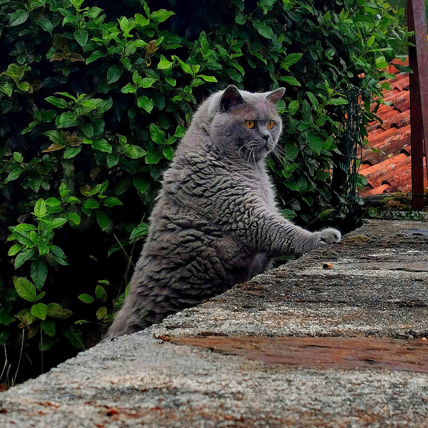 Fizzy a rejoint le concours — aidez-le/la à gagner de superbes lots ! alert, animal, cat, curious, ears, eyes, fluffy, foliage, fur, gray_cat, greenery, mammal, nature, outdoor, pet, roof_tiles, sitting, stone_surface, whiskers, wildlife