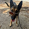 dog, german_shepherd, sunglasses, leash, outdoor, animal, pet, tongue_out, sunlight, path, tree_shadow, playful, canine, summer, funny, walking, nature, park, ears_up, muzzle