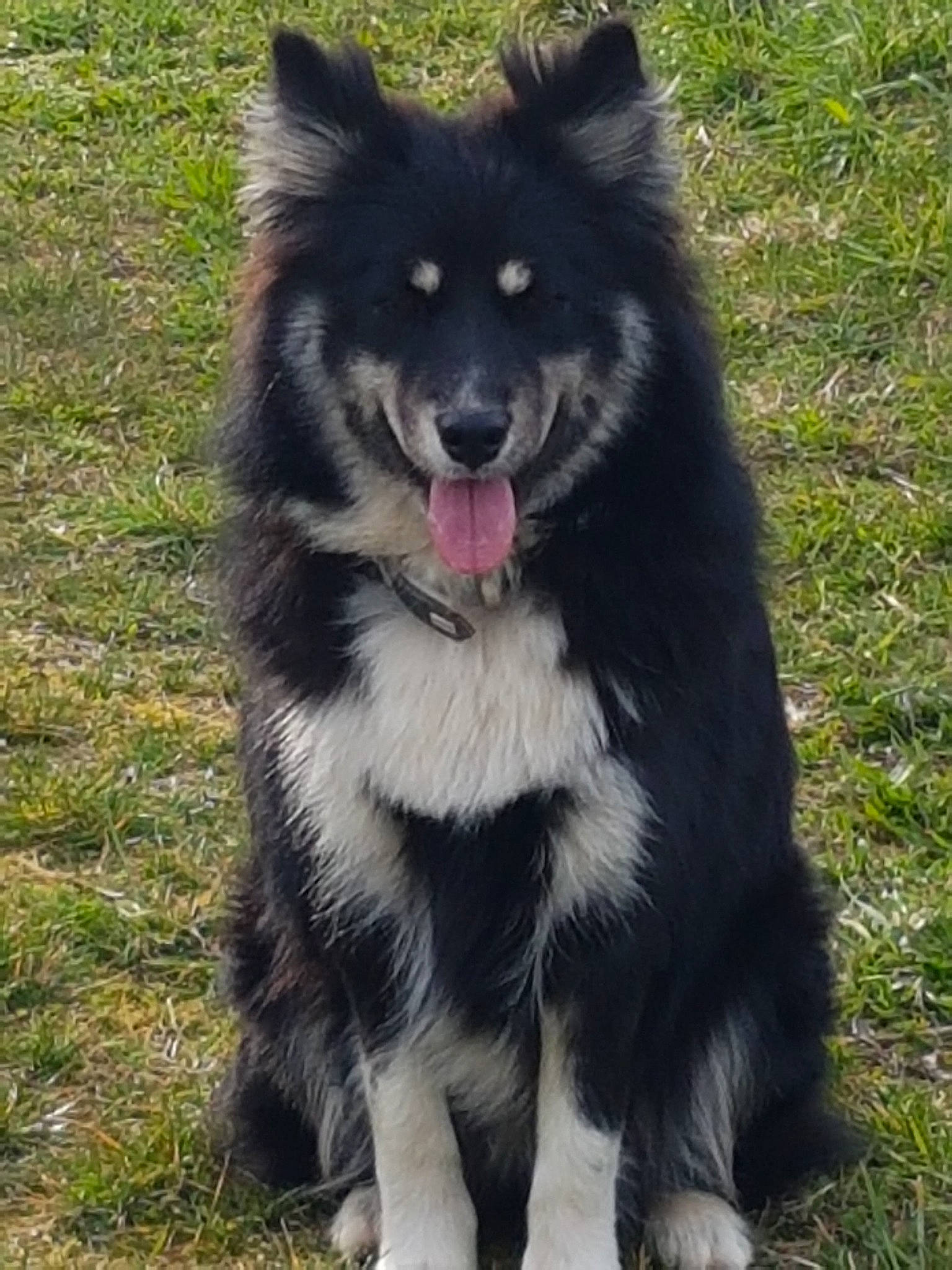 Romy participe au concours pour gagner de l'argent avec cette photo : canidae, canis, carnivore, companion_dog, dog, dog_breed, fang, fur, german_spitz_mittel, grass, herding_dog, keeshond, pet_supply, sled_dog, snout, sporting_group, terrestrial_animal, wolf, working_animal, working_dog