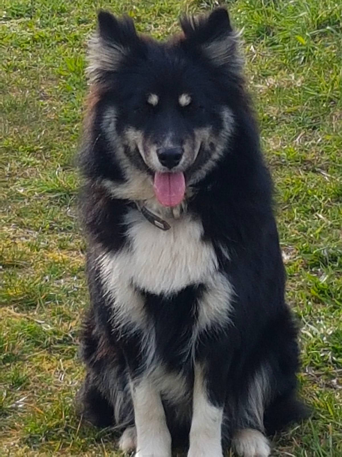 Romy a rejoint le concours — aidez-le/la à gagner de superbes lots ! ancient_dog_breeds, canidae, canis, carnivore, companion_dog, dog, dog_breed, fang, fur, german_spitz_mittel, grass, herding_dog, pet_supply, sled_dog, snout, sporting_group, terrestrial_animal, wolf, working_animal, working_dog