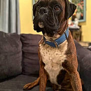 Buddy Junior joined the competition — help win amazing prizes! animal, boxer, brown, canine, collar, couch, curtain, dog, domestic_animal, expression, eyes, fur, furniture, indoor, living_room, pet, portrait, sitting, wall_art, white