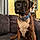 Buddy Junior
