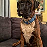 animal, boxer, brown, canine, collar, couch, curtain, dog, domestic_animal, expression, eyes, fur, furniture, indoor, living_room, pet, portrait, sitting, wall_art, white