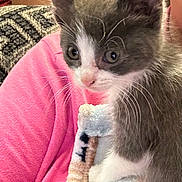 Violet is registered to the contest to win money with this photo: kitten, gray_and_white, close_up, whiskers, blanket, pink_sleeve, soft_texture, indoor, pet, cute, curious, young_cat, feline, animal, cozy, fur, small, domestic, portrait, young