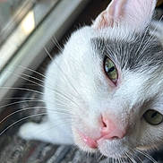 Opal is registered to the contest to win money with this photo: cat, close_up, white_cat, gray_cat, green_eyes, pink_nose, whiskers, window, natural_light, pet, animal, feline, curious, indoor, fur, face, soft_light, portrait, looking, cute