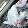 cat, close_up, white_cat, gray_cat, green_eyes, pink_nose, whiskers, window, natural_light, pet, animal, feline, curious, indoor, fur, face, soft_light, portrait, looking, cute