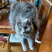 Reilly is registered to the contest to win money with this photo: cat, gray_cat, fluffy, table, wooden_table, chair, indoor, home, pet, animal, feline, stretching, curious, fur, domestic_cat, plant_pot, blurred_background, floor, cozy, relaxed