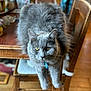 cat, gray_cat, fluffy, table, wooden_table, chair, indoor, home, pet, animal, feline, stretching, curious, fur, domestic_cat, plant_pot, blurred_background, floor, cozy, relaxed