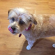Lexi is registered to the contest to win money with this photo: accessories, animal, bodypart, canine, dog, face, hardwood, head, indoors, interiordesign, mouth, person, pet, photography, poodle, portrait, puppy, strap, whitedog, wood