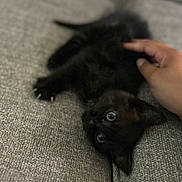 Felix is registered to the contest to win money with this photo: kitten, black_cat, pet, hand, couch, indoor, closeup, texture, feline, young_animal, cute, domestic_cat, animal, resting, fur, paw, whiskers, eye, comfort, soft