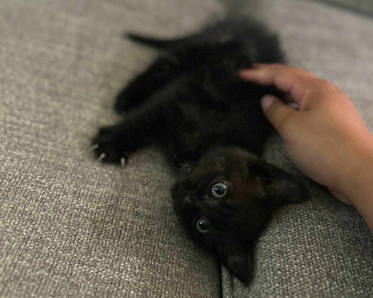 Felix is registered to the contest to win money with this photo: kitten, black_cat, pet, hand, couch, indoor, closeup, texture, feline, young_animal, cute, domestic_cat, animal, resting, fur, paw, whiskers, eye, comfort, soft
