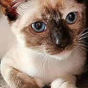 Emily is registered to the contest to win money with this photo: cat, siamese_cat, blue_eyes, close_up, pet, animal, whiskers, ears, fur, resting, indoor, cute, portrait, feline, paw, looking, young_cat, muzzle, soft_texture, relaxed