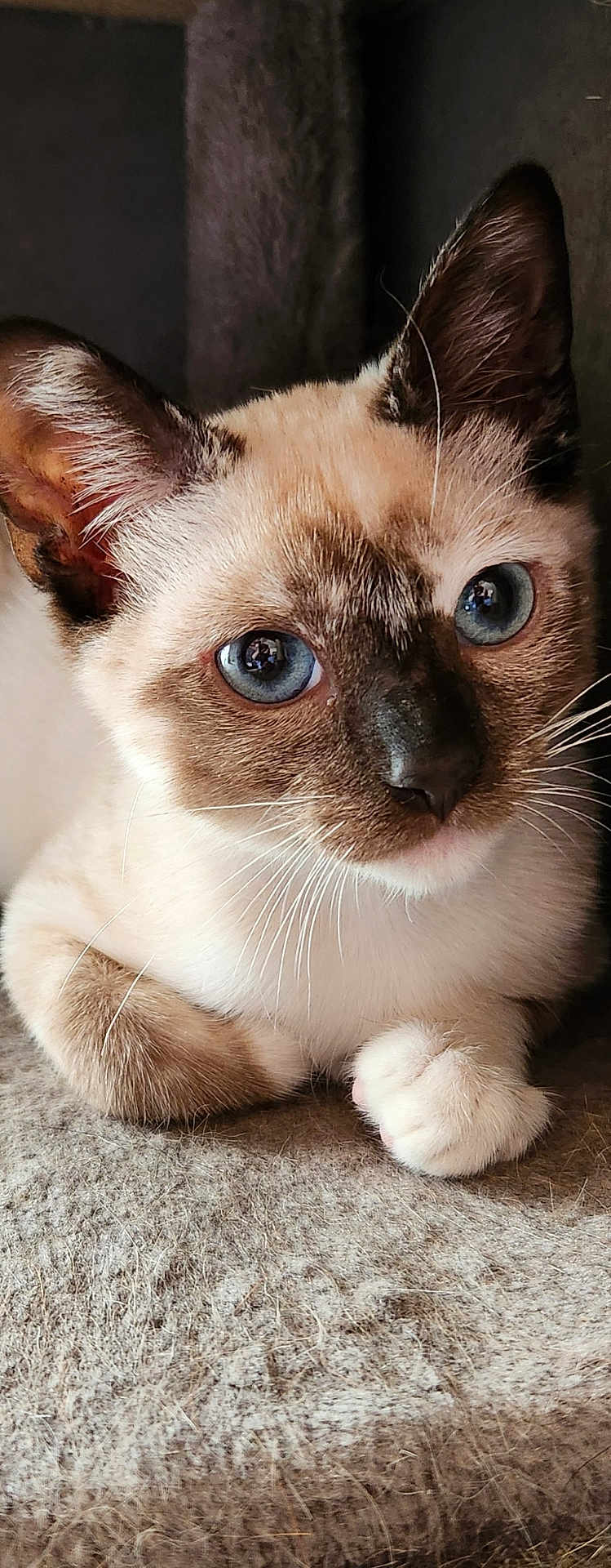Emily is registered to the contest to win money with this photo: cat, siamese_cat, blue_eyes, close_up, pet, animal, whiskers, ears, fur, resting, indoor, cute, portrait, feline, paw, looking, young_cat, muzzle, soft_texture, relaxed