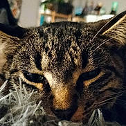 Paddington a rejoint le concours — aidez-le/la à gagner de superbes lots ! cat, tabby, close_up, resting, sleepy, furry, animal, pet, whiskers, ears, face, relaxed, indoor, blurred_background, fur_pattern, mammal, cute, soft_texture, domestic_cat, calm