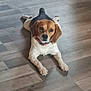 animal, beagle, canine, collar, cute, dog, domestic_animal, ears, expression, floor, front_legs, fur, indoor, laying, looking_at_camera, lying_down, mammal, pet, tricolor, wooden_floor