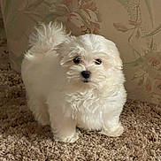 Marco joined the competition — help win amazing prizes! puppy, dog, white, fluffy, carpet, indoor, pet, cute, small, animal, fur, portrait, curious, standing, companion, domestic, young, friendly, mammal, cute_pet