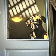 Nosey is registered to the contest to win money with this photo: dog, door, window, light, shadow, indoors, looking, animal, pet, brown, ears, face, expression, glass, reflection, wall, house, sunlight, portrait, curious