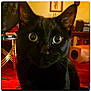 Ruby joined the competition — help win amazing prizes! animal, attention, background, black_cat, cat, close_up, curious, cute, domestic_cat, face, feline, fur, green_eyes, household, indoor, looking, mammal, pet, portrait, whiskers