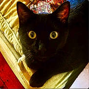 Ruby is registered to the contest to win money with this photo: animal, black_cat, cat, close_up, couch, cozy, domestic, ears, face, fur, furniture, home, indoor, looking, mammal, pet, resting, shadow, whiskers, wide_eyes