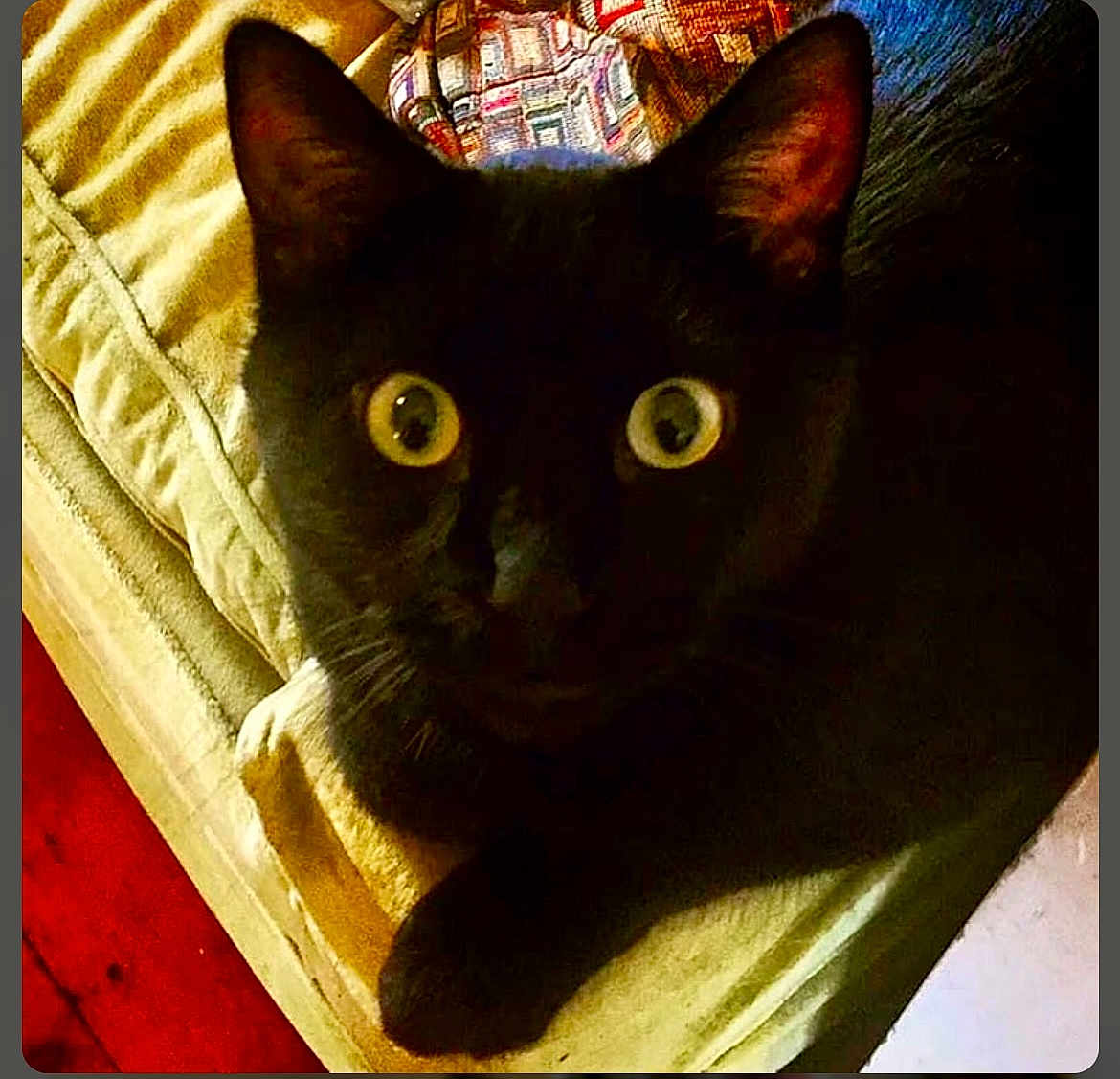 Ruby is registered to the contest to win money with this photo: animal, black_cat, cat, close_up, couch, cozy, domestic, ears, face, fur, furniture, home, indoor, looking, mammal, pet, resting, shadow, whiskers, wide_eyes
