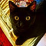 Ruby joined the competition — help win amazing prizes! animal, black_cat, cat, close_up, couch, cozy, domestic, ears, face, fur, furniture, home, indoor, looking, mammal, pet, resting, shadow, whiskers, wide_eyes