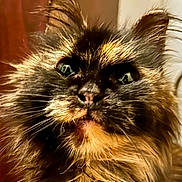 Princess joined the competition — help win amazing prizes! cat, tortoiseshell, close_up, fluffy, fur, whiskers, ears, face, eyes, pet, animal, indoor, curious, portrait, mammal, feline, domestic, cute, soft, closeup
