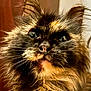 cat, tortoiseshell, close_up, fluffy, fur, whiskers, ears, face, eyes, pet, animal, indoor, curious, portrait, mammal, feline, domestic, cute, soft, closeup