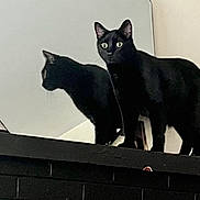 Pinko joined the competition — help win amazing prizes! alert, animal, black_cat, cat, curious, dark, eyes, feline, fur, home, indoor, looking, mirror, mysterious, pet, portrait, reflection, shadow, standing, whiskers